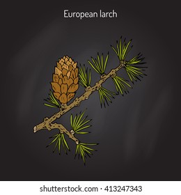 Larch (Larix decidua) branch with cone. Hand drawn botanical vector illustration