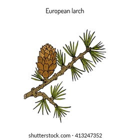 Larch (Larix decidua) branch with cone. Hand drawn botanical vector illustration