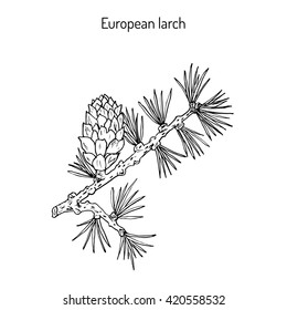 Larch (Larix decidua) branch with cone. Hand drawn botanical vector illustration