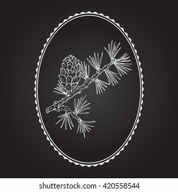 Larch (Larix decidua) branch with cone. Hand drawn botanical vector illustration