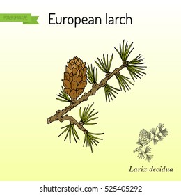 Larch (Larix decidua) branch with cone. Hand drawn botanical vector illustration