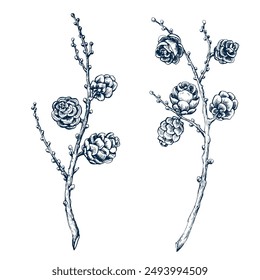 Larch wreath, cone without needles set. Botanical hand drawn Isolated vector illustration. Larch twig sketch template for card design Christmas invitation, holiday decor. Engraving style collection