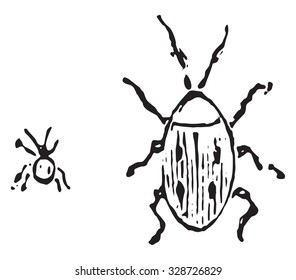 Larder beetle, vintage engraved illustration.
