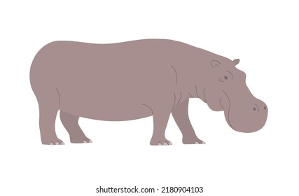 Large adult hippo. African wild dangerous animal. Herbivorous mammal. Flat vector illustration isolated on white background