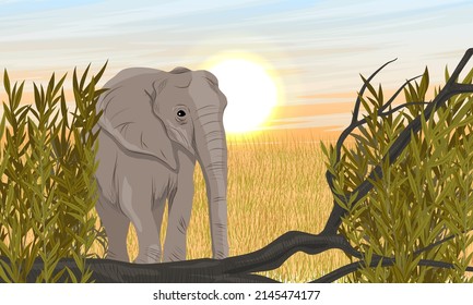 Large African Bush Elephants in the African savannah with tall dry grass and shrubs. Wild animals of Africa. Realistic vector landscape