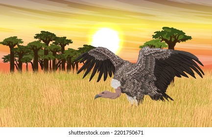 A large African vulture has spread its wings and takes off from the tall dry grass. Sunset in the African savanna. Realistic vector landscape