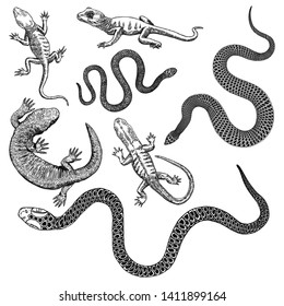 Large alchemy symbol elements set. Reptile poison snakes and frogs or toad. Spiritual occultism and chemistry, magic tattoo sketch. Hand drawing Vector.