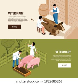 Large animals livestock veterinary 2 isometric web page banners with vet examining pigs and cow vector illustration  