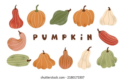 A large autumn set of pumpkins. Pumpkin, zucchini, zucchini and squash. Colorful vegetables on a white background