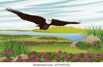 A large bald eagle flies over a river and a flowering meadow. Nature in summer. Realistic vector landscape