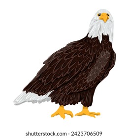 A large bald eagle. Realistic vector animal