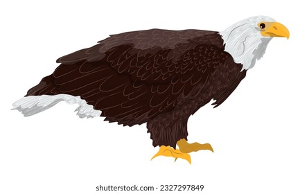 A large bald eagle sits sideways. Realistic vector animal
