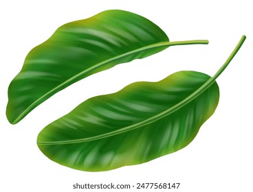 large banana leaf. Materials for tropical images.