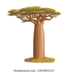 A Large Baobab Tree (Adansonia Grandidieri), Madagascar Plantation. One of the unique trees in the world, vector illustration isolated on white background, eps