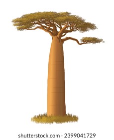 A Large Baobab Tree (Adansonia Grandidieri), Madagascar Plantation, vector illustration isolated on white background, eps