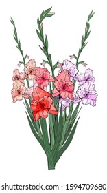 Large beautiful bouquet of branches of multicolored gladioli, vector isolated image on white background. To decorate your holiday design.