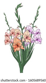 Large beautiful bouquet of branches of multicolored gladioli, vector isolated image on white background. To decorate your holiday design.