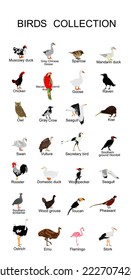 Large bird collection vector  illustration isolated on white background. Ornithology wallpaper. Birds set. 