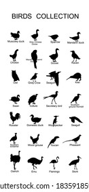 Large bird collection vector silhouette illustration isolated on white background. Ornithology wallpaper. Birds set. 