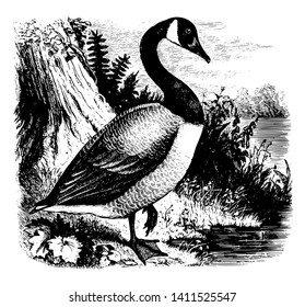 It is a large bird with long black neck and white body. They swim in shallow water with neck under water. They eat grain and grass vintage line drawing.