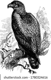 A large bird of prey in the Accipitridae family of hawks, eagles, and kites, vintage line drawing or engraving illustration.