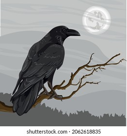 A large black crow, Corvus corax, sits on a tree branch. Spruce forest and cloudy night sky on the horizon. Realistic vector landscape. halloween