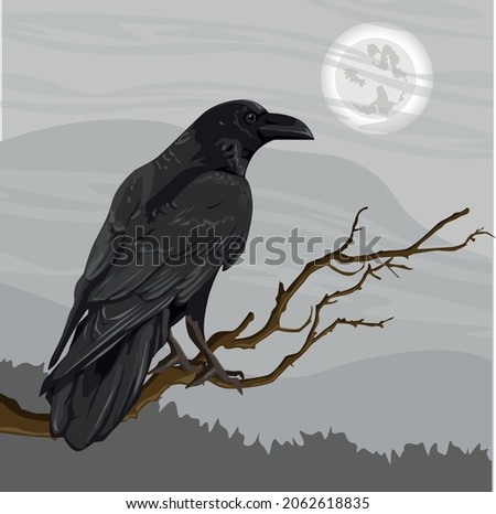 A large black crow, Corvus corax, sits on a tree branch. Spruce forest and cloudy night sky on the horizon. Realistic vector landscape. halloween