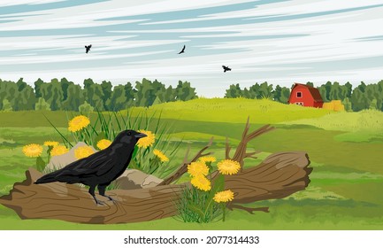A large black crow stands on the trunk of a fallen tree in a dandelion thicket near a field and a red barn. A flock of crows in the air. Wild crow Corvus corax. Realistic vector landscape
