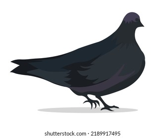 A large black dove walks on a white background. Isolated vector illustration, eps 10.