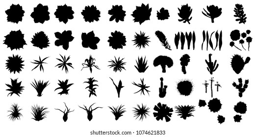 Large black silhouettes cactus set. Hand drawn plants. Exotic floral sketch illustration collection. Different cactuses in monochrome style. Vector.