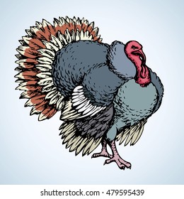 Large black turkeycock pet isolated on white backdrop. Freehand bright color hand drawn picture sketchy in art scribble retro style pen on paper. Closeup view with space for text
