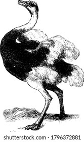 The large body of an ostrich covered with feathers, small wings and long skinny legs, neck and beak. These are flightless birds that run quickly with its wings outstretched, vintage line drawing