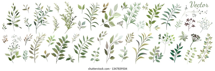 A large Botanical collection. Collection: green leaves, twigs, herbs, seeds. Vector design.