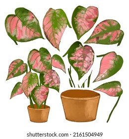 Large Botanical set of caladium. Set of Separate parts and bring together to beautiful leave in water colors style on white background, flat vector illustration