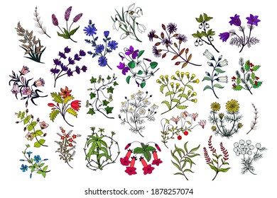 Large botanical set, hand drawing. Vector stock illustration eps10.