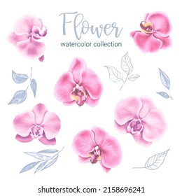Large Botanical set of wild flowers. Set of Separate parts and bring together to beautiful bouquet of flowers in water colors style on white background, flat vector illustration