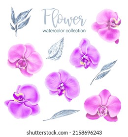 Large Botanical set of wild flowers. Set of Separate parts and bring together to beautiful bouquet of flowers in water colors style on white background, flat vector illustration