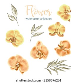 Large Botanical set of wild flowers. Set of Separate parts and bring together to beautiful bouquet of flowers in water colors style on white background, flat vector illustration