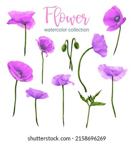 Large Botanical set of wild flowers. Set of Separate parts and bring together to beautiful bouquet of flowers in water colors style on white background, flat vector illustration