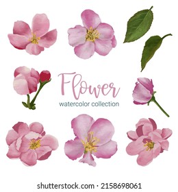 Gran conjunto botánico de flores silvestres. Conjunto de partes separadas y juntar a un hermoso ramo de flores en color agua estilo sobre fondo blanco, ilustración vectorial plana