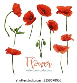 Large Botanical set of wild flowers. Set of Separate parts and bring together to beautiful bouquet of flowers in water colors style on white background, flat vector illustration