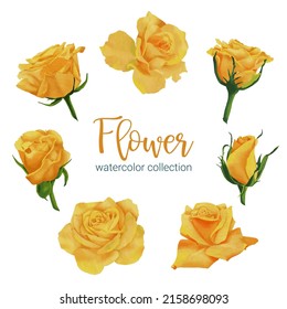 Large Botanical set of wild flowers. Set of Separate parts and bring together to beautiful bouquet of flowers in water colors style on white background, flat vector illustration
