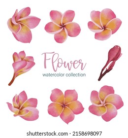 Large Botanical set of wild flowers. Set of Separate parts and bring together to beautiful bouquet of flowers in water colors style on white background, flat vector illustration