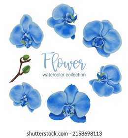 Large Botanical set of wild flowers. Set of Separate parts and bring together to beautiful bouquet of flowers in water colors style on white background, flat vector illustration