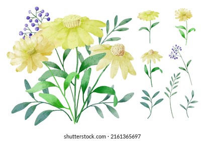 Large Botanical set of wild flowers. Set of Separate parts and bring together to beautiful bouquet of flowers in water colors style on white background, flat vector illustration