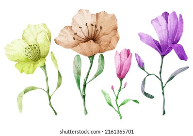 Large Botanical set of wild flowers. Set of Separate parts and bring together to beautiful bouquet of flowers in water colors style on white background, flat vector illustration