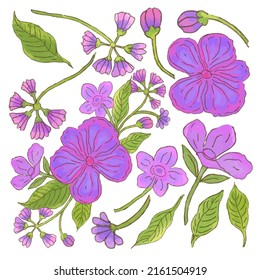 Large Botanical set of wild flowers. Set of Separate parts and bring together to beautiful bouquet of flowers in water colors style on white background, flat vector illustration