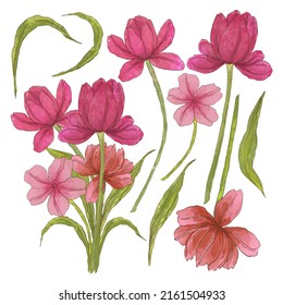 Large Botanical set of wild flowers. Set of Separate parts and bring together to beautiful bouquet of flowers in water colors style on white background, flat vector illustration