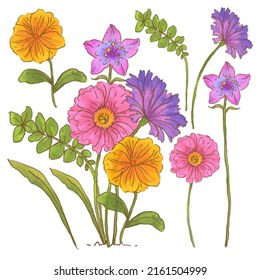 Large Botanical set of wild flowers. Set of Separate parts and bring together to beautiful bouquet of flowers in water colors style on white background, flat vector illustration