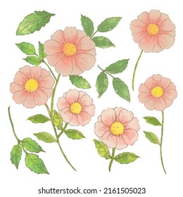 Large Botanical set of wild flowers. Set of Separate parts and bring together to beautiful bouquet of flowers in water colors style on white background, flat vector illustration
